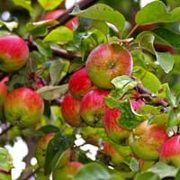 Obstbaum.jpg